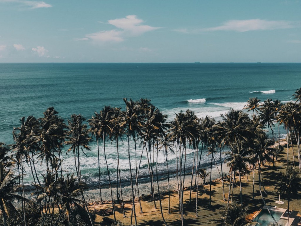 Green palm trees near a body of water.