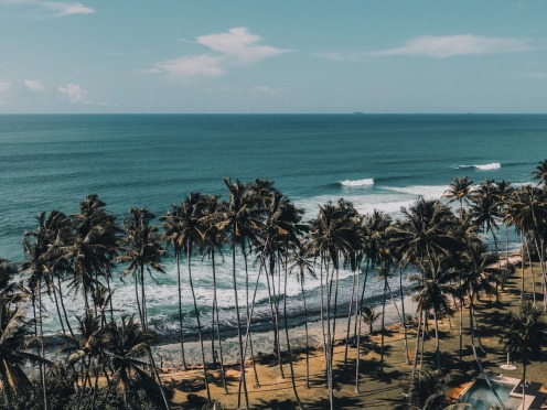 Green palm trees near a body of water.