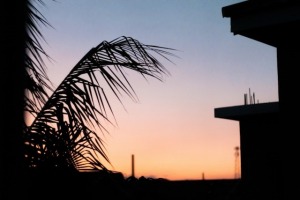 Picture of a palm tree and building