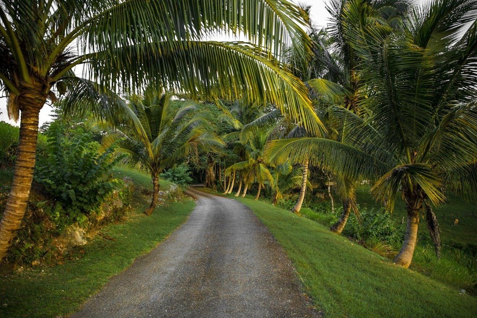 Unpaved road surrounded by coconut trees in Jamaica