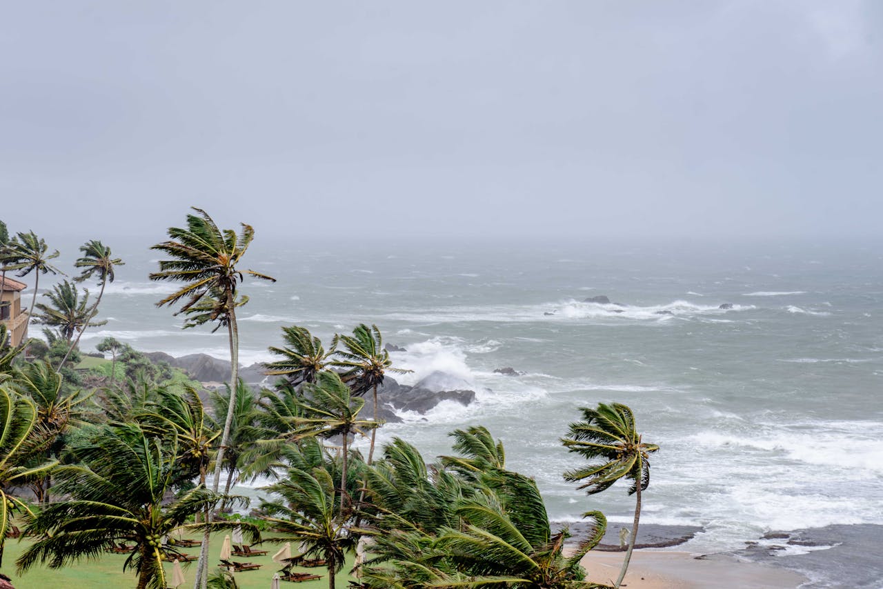 Palm trees swaying in strong winds on the beach